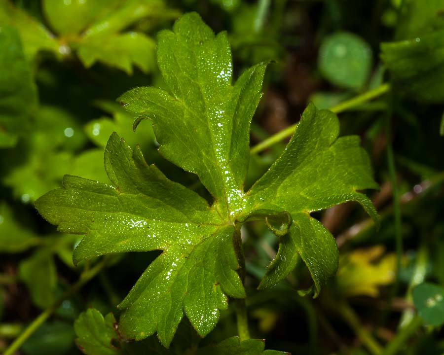 Ranunculus autunnale